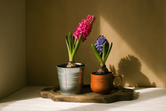 Two potted hyacinths on a tray against a beige wall.
