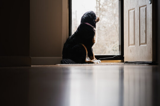 Bernese Mountain Dog Sitting at the Door