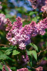 Obraz premium Lilac Flowers in Bloom on a Sunny Day