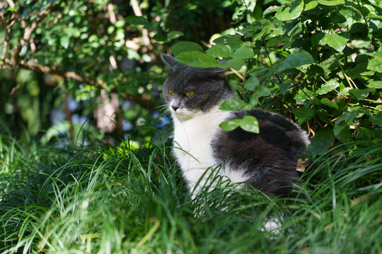 Cat Sits Quietly Among Green Plants in the Garden During Daytime