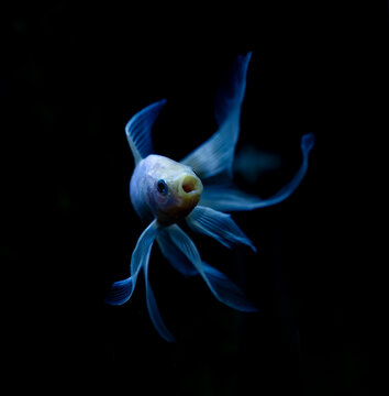 Goldfish Swims Near Bubbles in an Aquarium