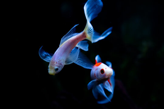 Colorful Fish Swim in a Dark Aquarium During Evening Hours
