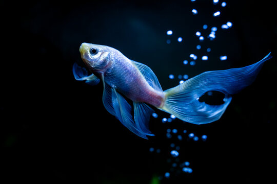 Fish Swims in Aquarium With Bubbles Floating Around It