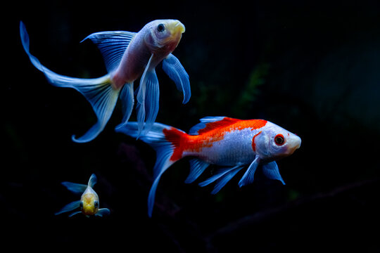 Colorful Fish Swim in a Dark Aquarium During Evening Hours