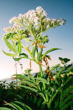 Wildflowers grow near the water during the evening hours