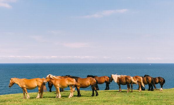 Horses grazing by the ocean under a clear sky