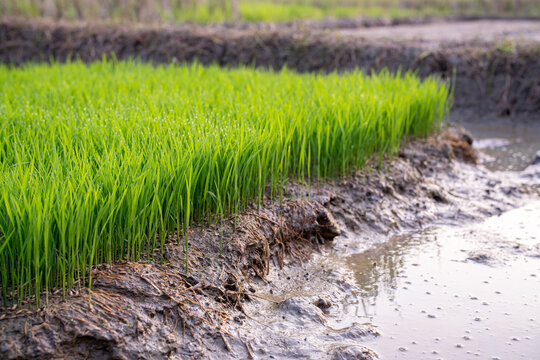 Close-up of vibrant green rice seedlings growing in a muddy nursery seedbed with water irrigation. Perfect for concepts of sustainable agriculture, organic farming, and new growth in rural Asia