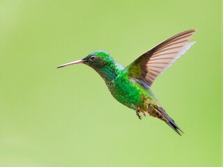 Naklejka premium Steely-vented hummingbird in mid flight against a soft green background