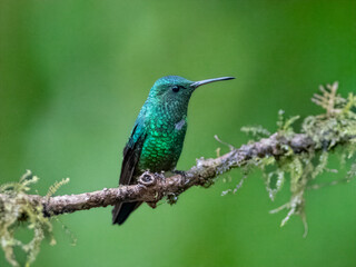 Fototapeta premium Steely-vented hummingbird perched on mossy branch in Colombia rainforest