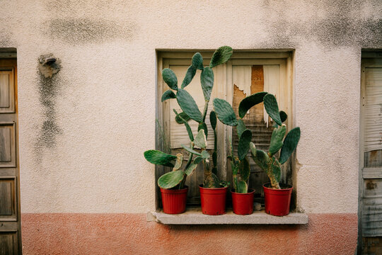 House exterior with cactuses in pots on windowsill