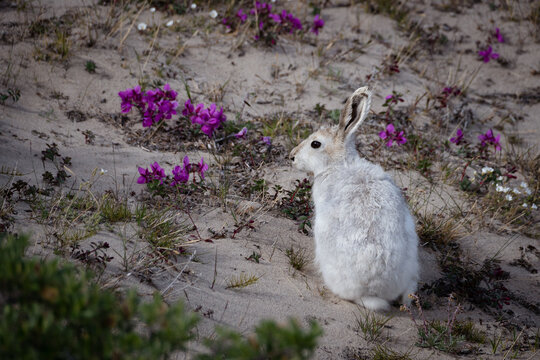 Arctic Hare