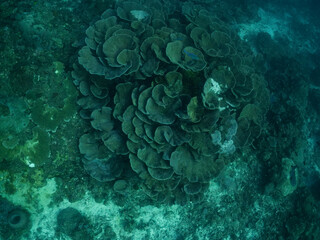 A school of fish swims through a vibrant coral reef, showcasing the biodiversity of the underwater ecosystem. © Pete Niesen Photo