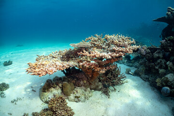 A vibrant coral reef thrives underwater, showcasing the beauty and biodiversity of marine ecosystems. © Pete Niesen Photo