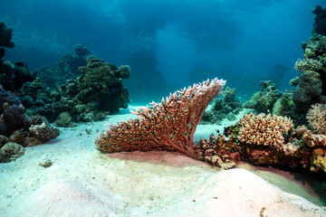 A vibrant coral reef thrives underwater, showcasing the beauty and diversity of marine life. © Pete Niesen Photo