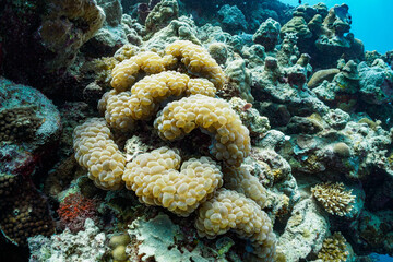 A cluster of bubble coral grows on a reef, providing shelter and habitat for marine life. © Pete Niesen Photo