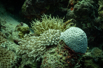 This underwater shot showcases a variety of coral species thriving in their natural habitat. The image features brain coral, finger coral, and branching coral,  © Pete Niesen Photo