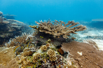 A vibrant underwater scene unfolds, showcasing a diverse coral reef teeming with life. Various coral formations, including branching and encrusting types,  © Pete Niesen Photo