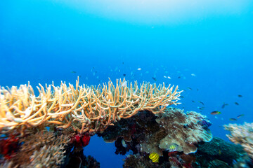 A vibrant underwater scene showcases a thriving coral reef teeming with life, as schools of fish swim around the coral formations. © Pete Niesen Photo