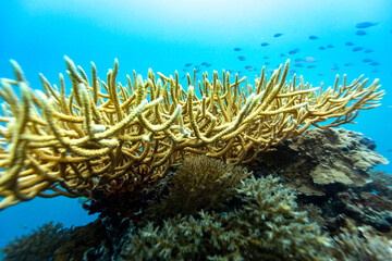 A vibrant underwater scene showcases the intricate beauty of coral reefs, with schools of small fish swimming above the coral formations,  © Pete Niesen Photo