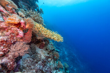 A vibrant coral reef teeming with life, showcasing the beauty and diversity of underwater ecosystems. © Pete Niesen Photo
