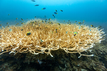 A vibrant underwater scene unfolds, showcasing a large colony of staghorn coral teeming with small, colorful fish. © Pete Niesen Photo
