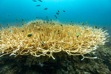 A vibrant underwater scene unfolds, showcasing a large colony of staghorn coral teeming with small, colorful fish. © Pete Niesen Photo