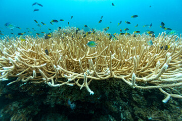 A vibrant underwater scene showcases a dense thicket of staghorn coral, providing a habitat for numerous small, colorful fish.  © Pete Niesen Photo