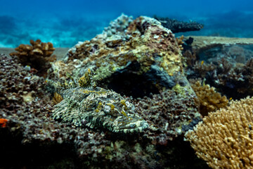 A crocodile fish camouflages itself on a rock in the ocean. © Pete Niesen Photo