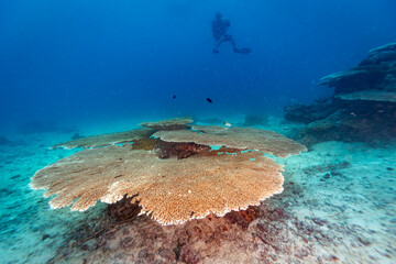A scuba diver explores a vibrant coral reef ecosystem, observing the diverse marine life and intricate coral formations. © Pete Niesen Photo