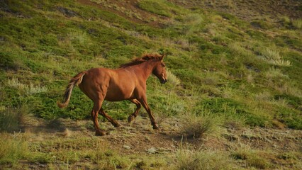 Naklejka premium Brown horse gallops across grassy hillside. Sunlight glints off its coat as it moves. Wild, untamed energy pulses through the motion. Perfect for nature, wildlife, or outdoor lifestyle themes
