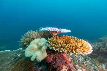 This underwater shot shows a variety of coral, including staghorn and brain coral, in a vibrant reef ecosystem.  © Pete Niesen Photo