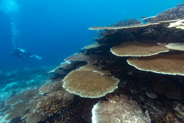 A scuba diver explores a vibrant coral reef, showcasing the beauty and biodiversity of underwater ecosystems. © Pete Niesen Photo