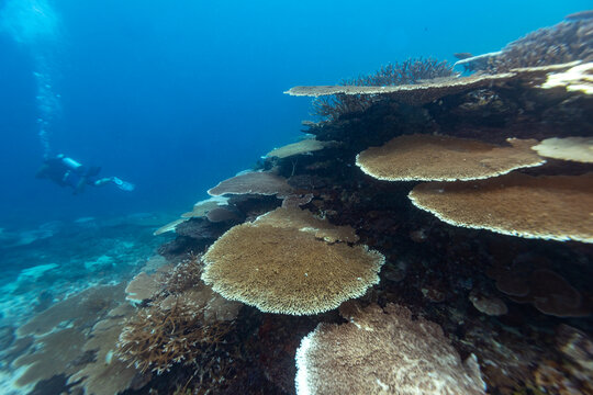 A scuba diver explores a vibrant coral reef, showcasing the beauty and biodiversity of underwater ecosystems.