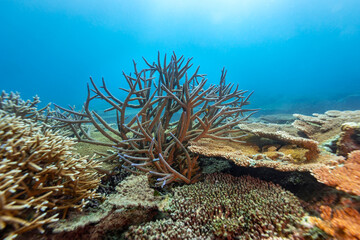 A vibrant underwater scene showcases a diverse coral reef ecosystem, with various coral species thriving in the clear blue waters. © Pete Niesen Photo