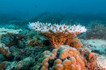 A bleached coral reef is seen underwater, indicating stress from environmental factors like rising ocean temperatures. © Pete Niesen Photo