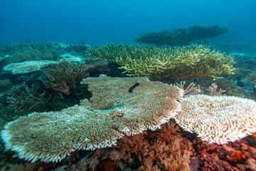 A vibrant underwater scene showcases a diverse coral reef ecosystem, with various coral species exhibiting different colors and textures,  © Pete Niesen Photo