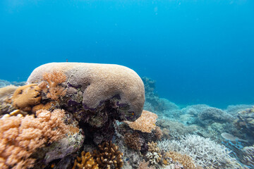 A vibrant underwater scene showcases a diverse coral reef ecosystem, with various coral species thriving in the clear blue waters.  © Pete Niesen Photo
