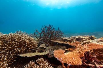 An underwater view of a coral reef, showcasing various types of coral formations in different colors and shapes, thriving in their natural habitat. © Pete Niesen Photo