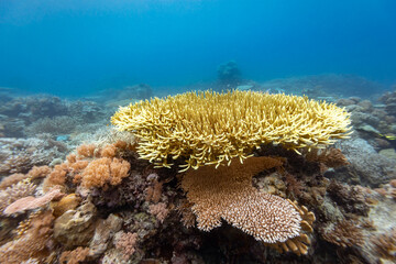 A vibrant underwater scene showcases a diverse coral reef ecosystem, with various coral species thriving in the clear blue waters. © Pete Niesen Photo