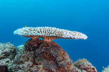 A bleached table coral sits atop a reef in clear blue water.  © Pete Niesen Photo