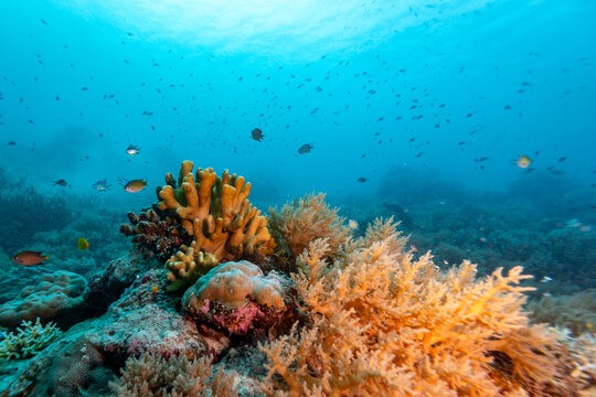 A vibrant underwater scene showcases a diverse coral reef teeming with life, as schools of fish swim amidst the colorful coral formations.