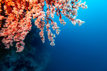 A close-up shot of coral in the ocean, showcasing its intricate structure and vibrant colors. © Pete Niesen Photo