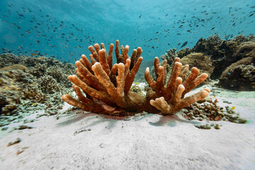 A vibrant underwater scene showcases a large coral formation, teeming with marine life. Schools of fish swim in the background, adding to the biodiversity of the reef. © Pete Niesen Photo