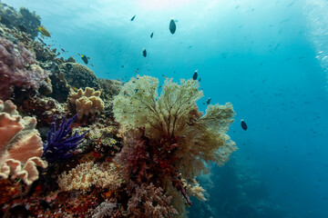 Mix of colorful hard and soft coral illuminated by sunlight from above © Pete Niesen Photo