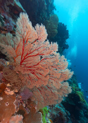 A vibrant sea fan clings to a coral reef, showcasing the beauty and biodiversity of underwater ecosystems. © Pete Niesen Photo