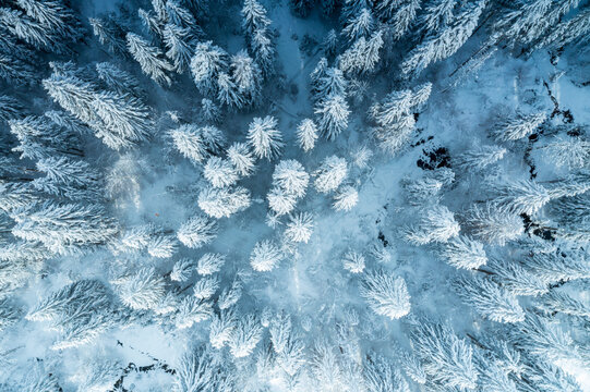 Aerial view of a dense pine forest covered in thick white snow during winter in Slovenia.