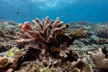 A vibrant coral reef teeming with life, showcasing various coral formations and schools of fish swimming above, highlighting the beauty and biodiversity of underwater ecosystems. © Pete Niesen Photo