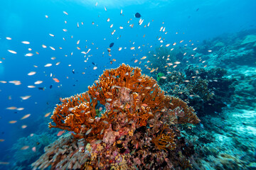 A vibrant coral reef teeming with life, as schools of small fish dart around the coral formations, creating a dynamic and colorful underwater scene. © Pete Niesen Photo
