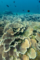 An underwater view of a coral reef with fish swimming above. © Pete Niesen Photo