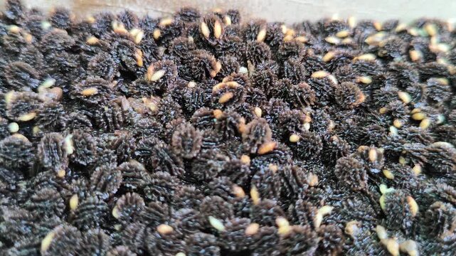 Papaya seeds covered with numerous caterpillars, revealing an unusual macro scene of insect activity and natural decomposition with intricate textures and organic detail